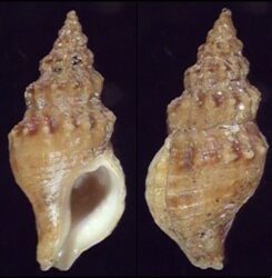 Afrocominella elongata simoniana