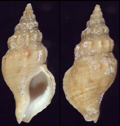 Afrocominella elongata simoniana