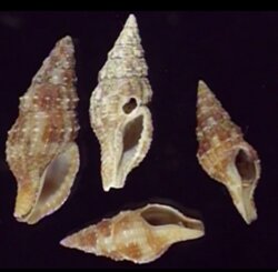 Prodotia iostoma