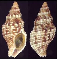 Afrocominella elongata