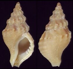 Afrocominella elongata