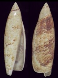 Terebellum terebellum