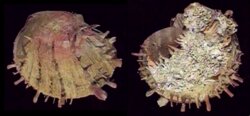 Spondylus foliaceus