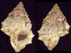 Bursina nobilis