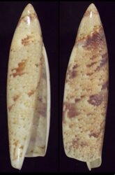 Terebellum terebellum