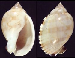 Casmaria erinacea