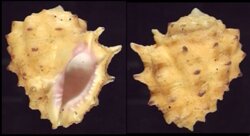 Drupa rubusidaeus