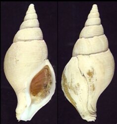 Colus gracilis