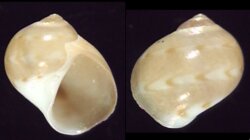 Notocochlis dillwyni