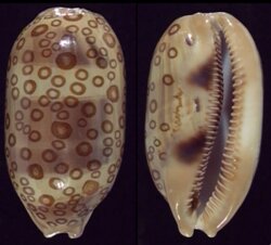 Arestorides argus contracasta