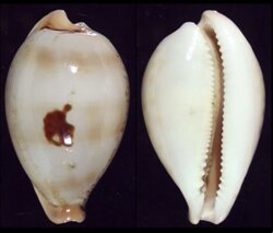 Austrasiatica hirasei