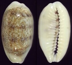 Blasicrura pallidula