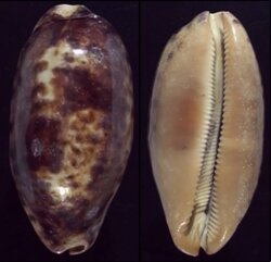 Chelycypraea testudinaria