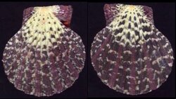 Gloripallium pallium