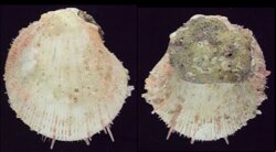 Spondylus occidens