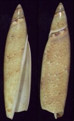 Terebellum terebellum