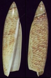 Terebellum terebellum