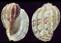 Harpa articularis