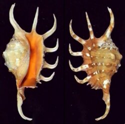 Lambis crocata crocata