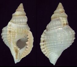 Distorsio reticularis