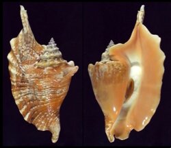 Aliger gallus