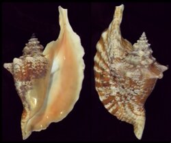 Aliger gallus