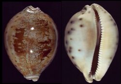 Leporicypraea valentia