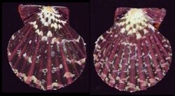 Gloripallium pallium