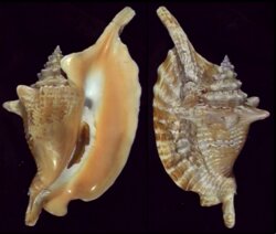 Aliger gallus
