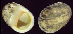 Nerita antiquata