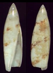 Terebellum terebellum