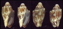 Cymbiola vespertilio