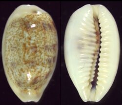 Blasicrura pallidula pallidula