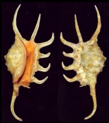Lambis crocata crocata
