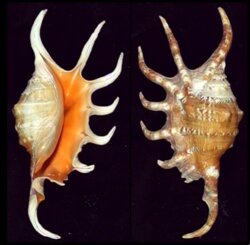 Lambis crocata crocata