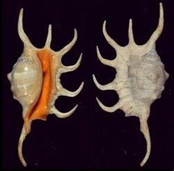 Lambis crocata crocata