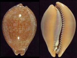 Callistocypraea broderipii