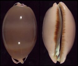 Luria pulchra pulchra
