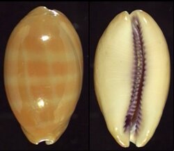 Lyncina carneola