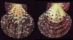 Gloripallium pallium