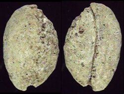 Cypraea fossil species