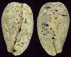 Cypraea fossil species