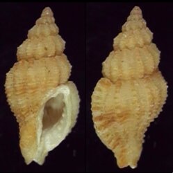 Orania ornamentata
