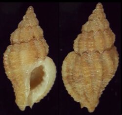 Orania ornamentata