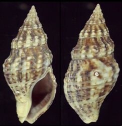 Afrocominella elongata simoniana
