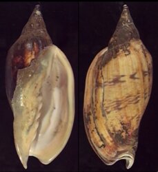 Alcithoe arabica