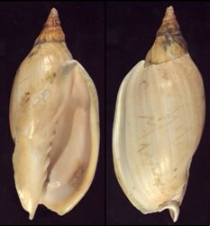 Alcithoe arabica