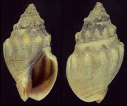 Cominella glandiformis