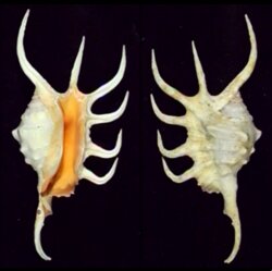 Lambis crocata crocata
