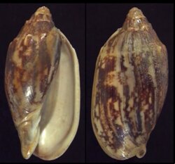 Cymbiola vespertilio
